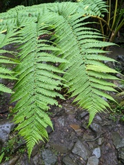 Cyathea arborea