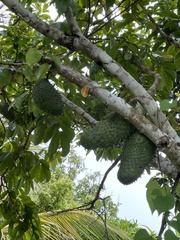Annona muricata