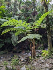 Cyathea arborea