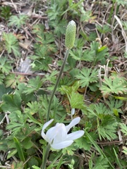 Anemone berlandieri
