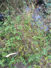 Bidens pilosa pilosa
