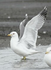 Larus californicus