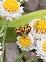 Ocybadistes walkeri sothis