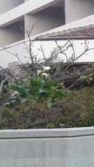 Zantedeschia aethiopica