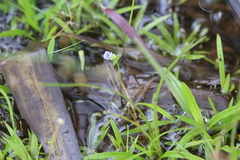 Utricularia uliginosa
