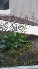 Zantedeschia aethiopica