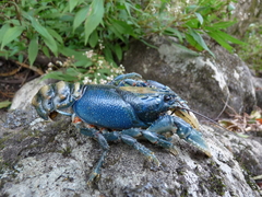 Euastacus sulcatus