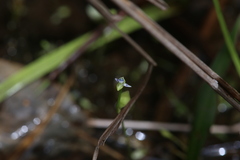 Utricularia uliginosa