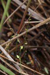 Utricularia uliginosa