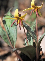 Erythronium umbilicatum