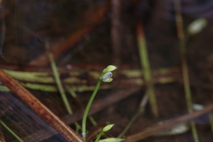 Utricularia uliginosa