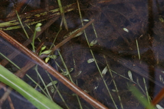 Utricularia uliginosa