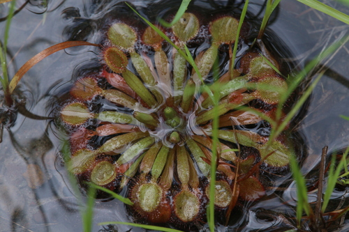 Drosera darwinensis