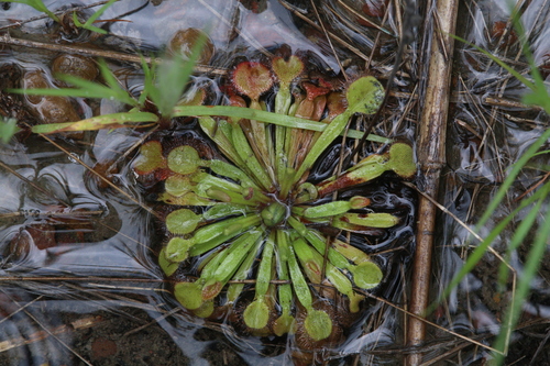 Drosera darwinensis