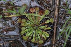 Drosera darwinensis