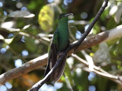 Chalybura buffonii