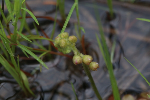 Drosera darwinensis