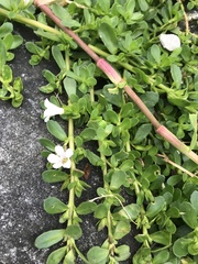 Bacopa