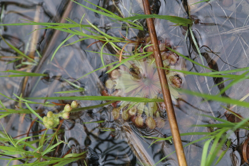 Drosera darwinensis