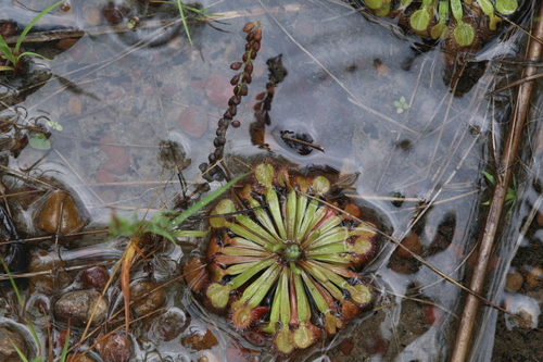 Drosera darwinensis