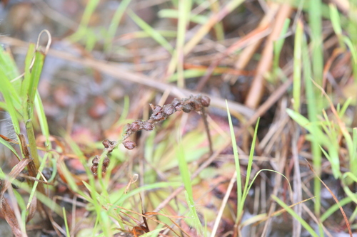 Drosera darwinensis