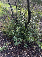 Heteromeles arbutifolia