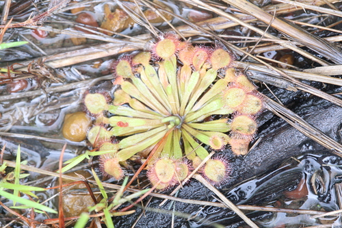 Drosera darwinensis