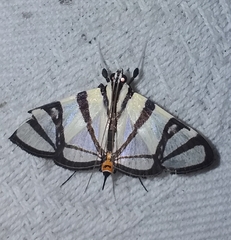 Conchylodes nolckenialis