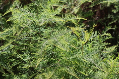 Gleichenia