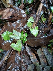 Persicaria biconvexa
