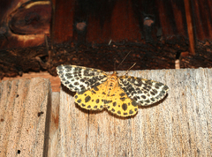 Arichanna melanaria