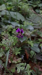 Cuphea calaminthifolia