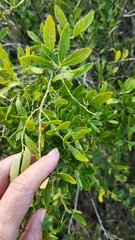 Lyonia lucida