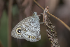 Ypthima horsfieldii humei