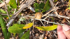 Disholcaspis quercusvirens