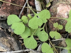 Pterostegia drymarioides