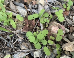 Pterostegia drymarioides