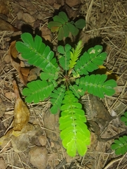 Biophytum sensitivum