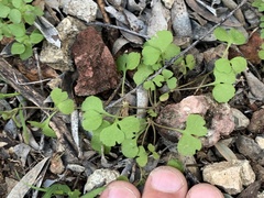 Pterostegia drymarioides
