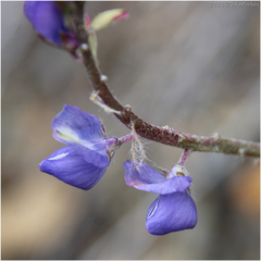 Lupinus sparsiflorus