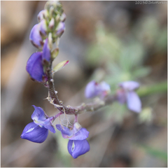 Lupinus sparsiflorus