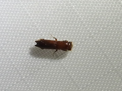 Euplatypus compositus