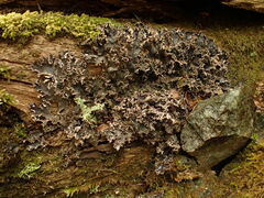 Peltigera pacifica