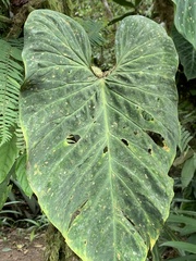 Philodendron verrucosum image