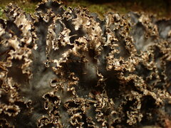 Peltigera pacifica