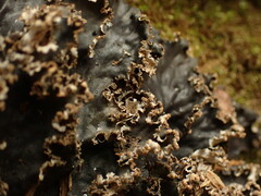 Peltigera pacifica