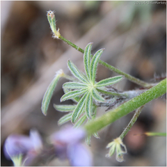 Lupinus sparsiflorus