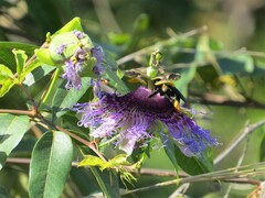 Passiflora cincinnata