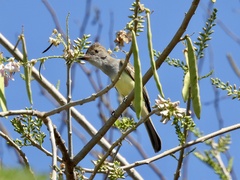 Myiarchus tyrannulus