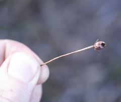 Parnassia parviflora